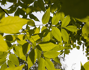 Image showing foliage of trees