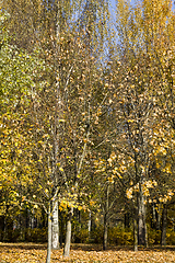 Image showing deciduous foliage in the autumn