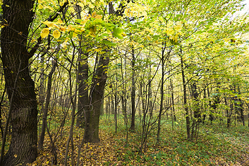 Image showing yellow autumn foliage