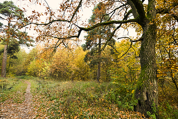 Image showing autumn beautiful