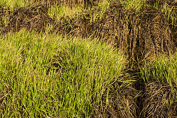 Image showing young wheat sprouts