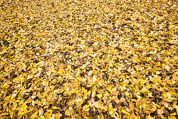 Image showing old fallen leaves