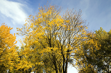 Image showing Early fall foliage of autumn