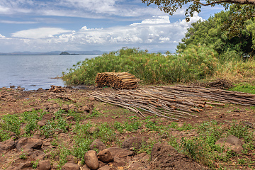 Image showing shore of Lake Tana in Ethiopia