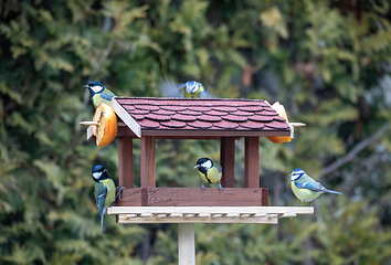 Image showing beautiful small bird great tit on bird feeder