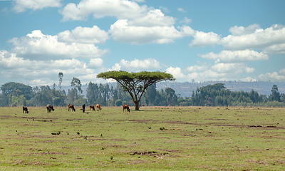 Image showing Ethiopian farm animals in the countryside