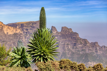 Image showing lobelia plant in Semien or Simien Mountains, Ethiopia