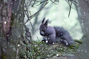 Image showing Forest squirrel on a tree trunk in winter