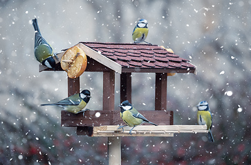 Image showing beautiful small bird great tit on bird feeder