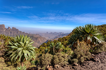 Image showing lobelia plant in Semien or Simien Mountains, Ethiopia
