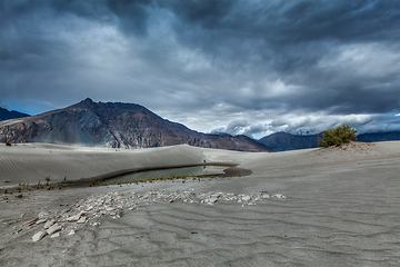 Image showing Sand dunes in Himalayas. Hunder, Nubra valley, Ladakh