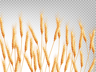 Image showing Ears of wheat horizontal pattern. EPS 10