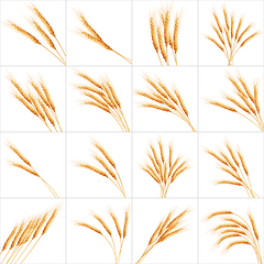 Image showing Set of 16 detailed Wheat ears. EPS 10