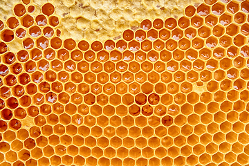 Image showing honeycomb with honey