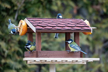 Image showing beautiful small bird great tit on bird feeder