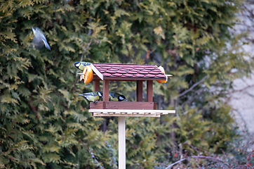 Image showing beautiful small bird great tit on bird feeder