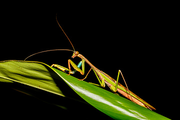 Image showing praying mantis Africa Madagascar wildlife