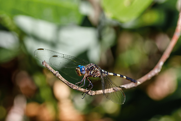 Image showing Dragonfly in rainforest Madagascar wildlife