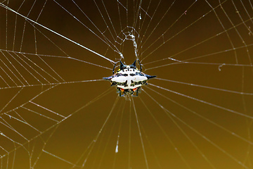 Image showing Spiny orb-weaver or crab spider madagascar