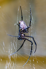 Image showing white spider Nephilengys livida Madagascar