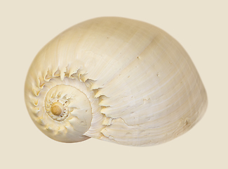 Image showing aquatic snail shell