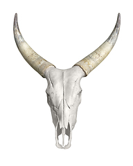 Image showing horned animal skull