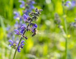 Image showing meadow clary flowers