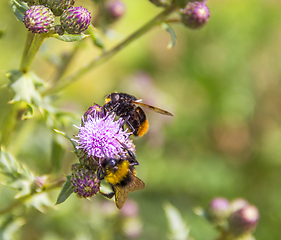 Image showing Bumblebees on thistle flower