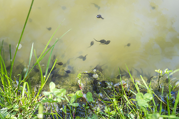 Image showing lots of tadpoles