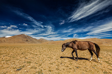 Image showing Horse in Himalayas