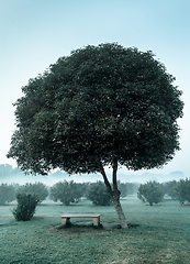 Image showing Lonely tree and empty bench