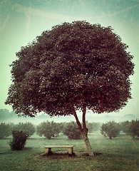 Image showing Lonely tree and empty bench