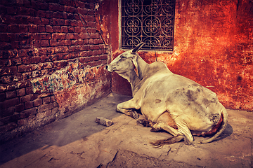 Image showing Indian cow in street