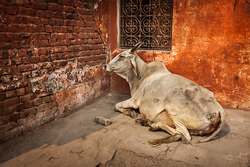 Image showing Indian cow in street