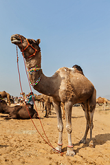 Image showing Camels at Pushkar Mela (Pushkar Camel Fair), India