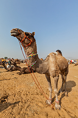 Image showing Camels at Pushkar Mela (Pushkar Camel Fair), India