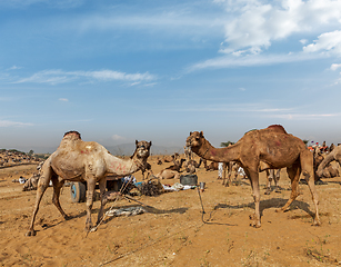 Image showing Camels at Pushkar Mela (Pushkar Camel Fair), India