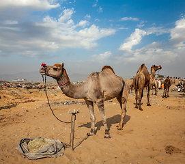 Image showing Camels at Pushkar Mela (Pushkar Camel Fair), India