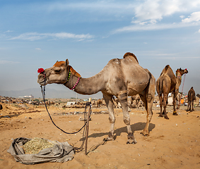 Image showing Camels at Pushkar Mela (Pushkar Camel Fair), India