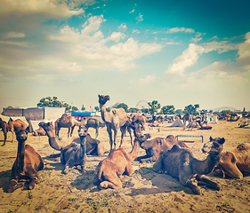 Image showing Camels at Pushkar Mela (Pushkar Camel Fair), India