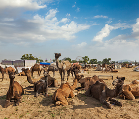 Image showing Camels at Pushkar Mela (Pushkar Camel Fair), India