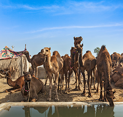 Image showing Camels at Pushkar Mela (Pushkar Camel Fair), India