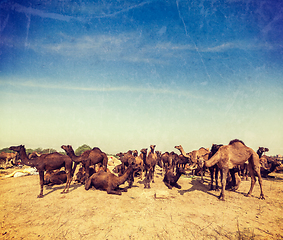 Image showing Camels at Pushkar Mela (Pushkar Camel Fair), India