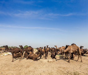 Image showing Camels at Pushkar Mela (Pushkar Camel Fair), India