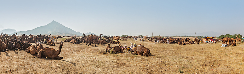 Image showing Camels at Pushkar Mela (Pushkar Camel Fair), India