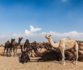 Image showing Camels at Pushkar Mela (Pushkar Camel Fair), India