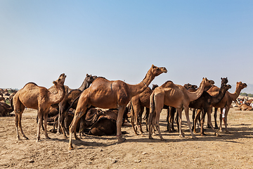 Image showing Camels at Pushkar Mela (Pushkar Camel Fair), India