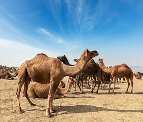 Image showing Camels at Pushkar Mela (Pushkar Camel Fair), India