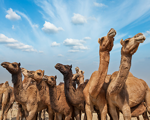 Image showing Camels at Pushkar Mela (Pushkar Camel Fair), India