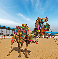 Image showing Camel at Pushkar Mela (Pushkar Camel Fair), India